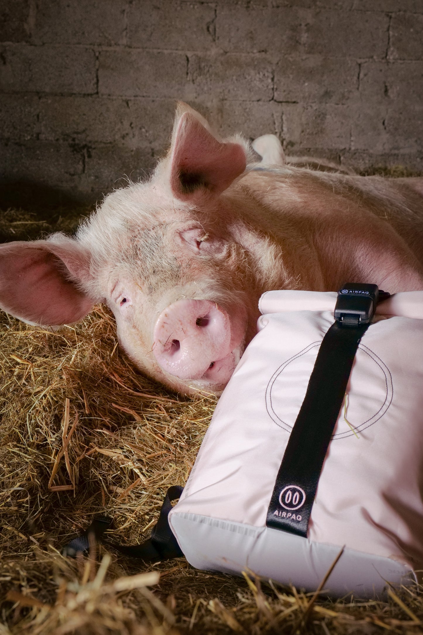 Schweine-Edition Rolltop